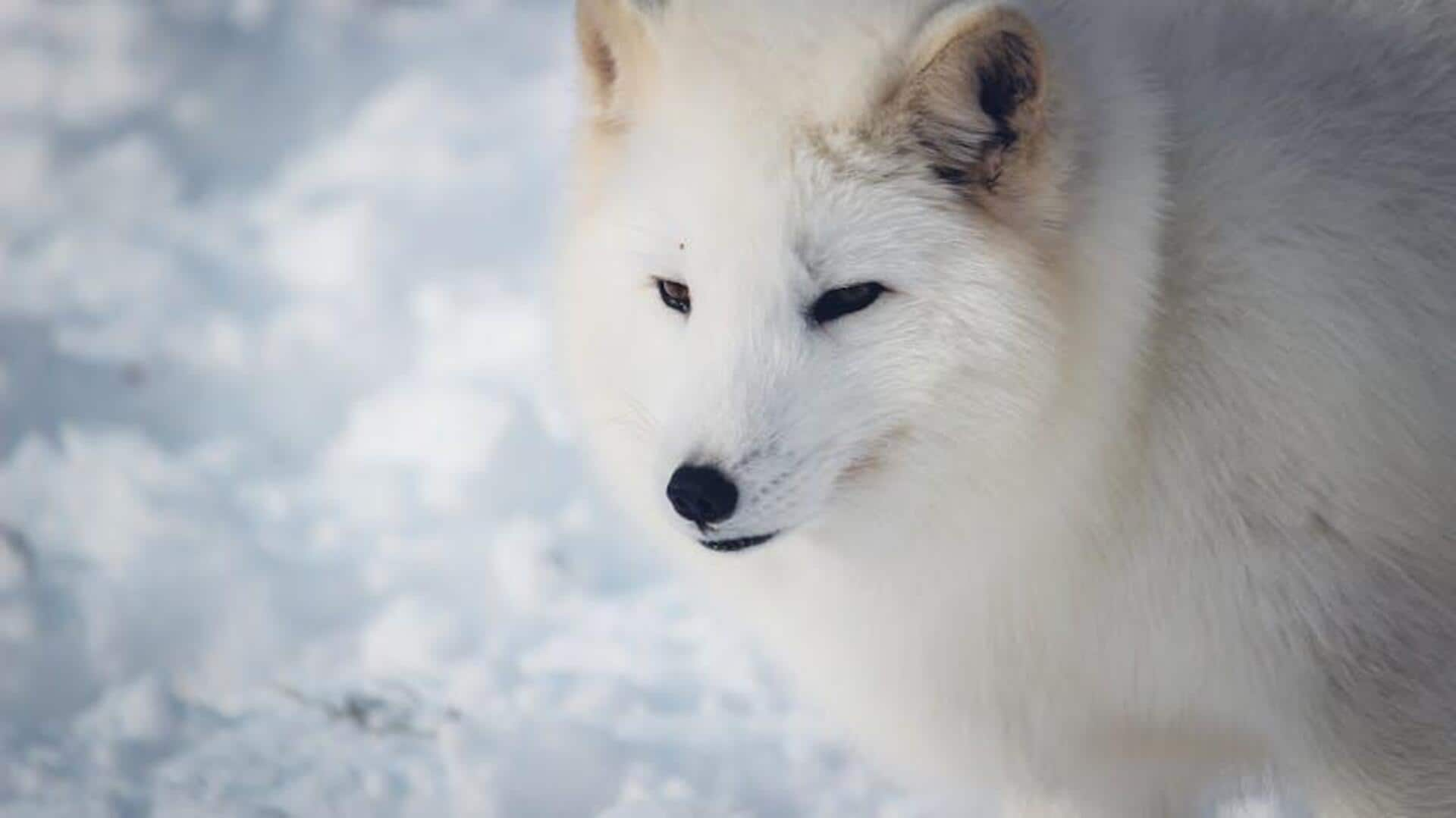 Uncover the secrets of Arctic foxes in their natural home 