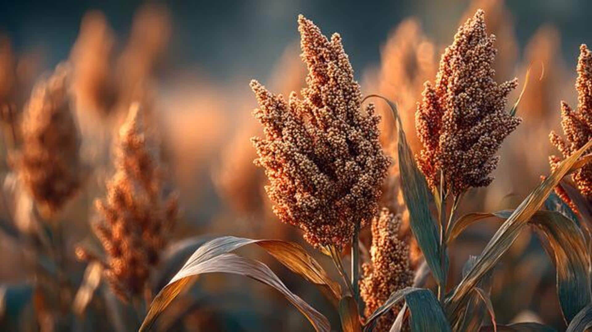 Why you must add sorghum to your daily diet