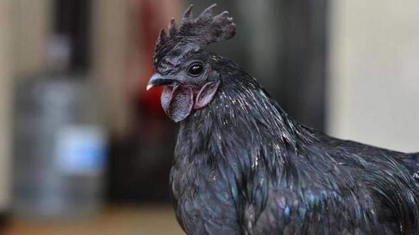Chicken breed battle: Madhya Pradesh a step away from winning