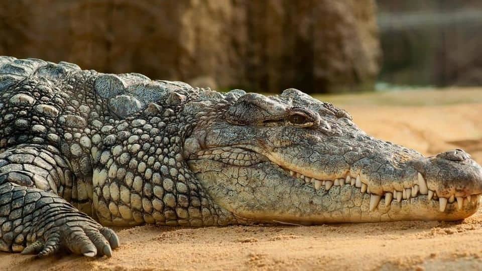 Indonesian woman mauled to death by crocodile