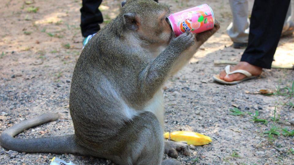Drunk monkey creates havoc at Bengaluru bar