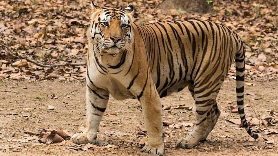 Only 13% of tiger conservation areas meet global standards: Survey
