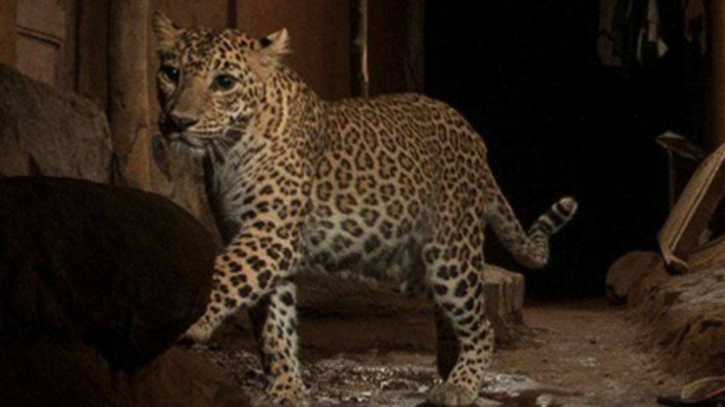 Srinagar: Leopard attacks children sleeping in house, killed by locals
