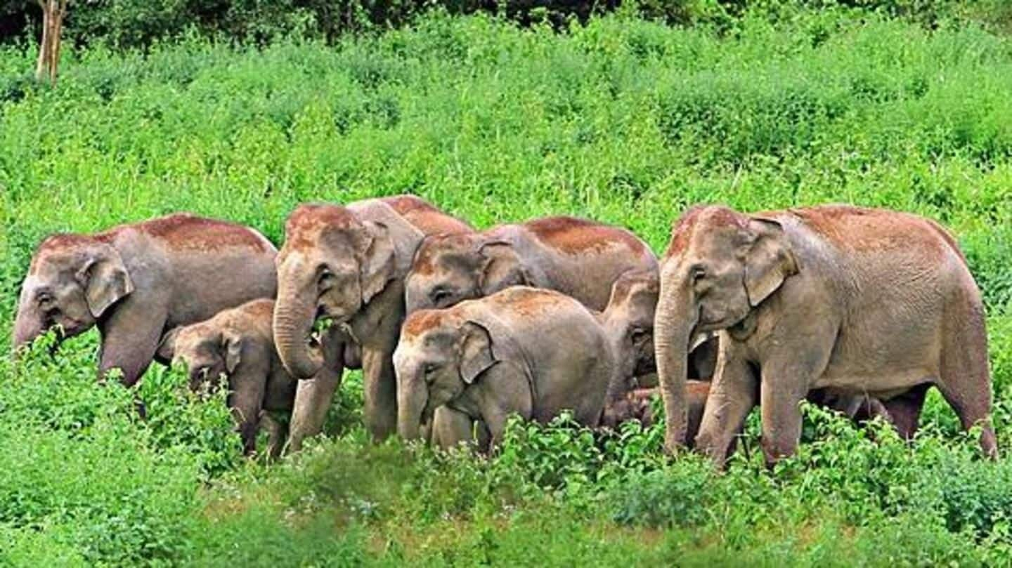 Human-elephant conflicts in Meghalaya claimed 25 lives in 5 years