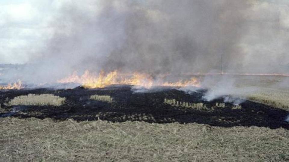 Centre to earmark Rs. 1,000 crore for curbing stubble burning