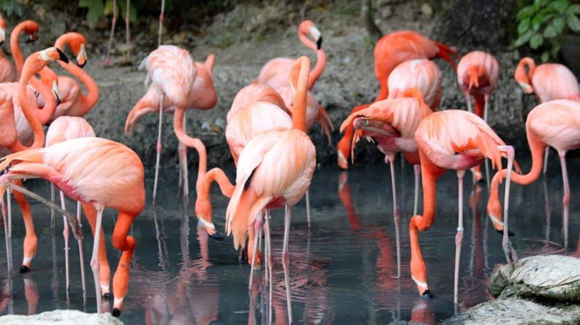 Tracking flamingo migrations in Kenya's lakes