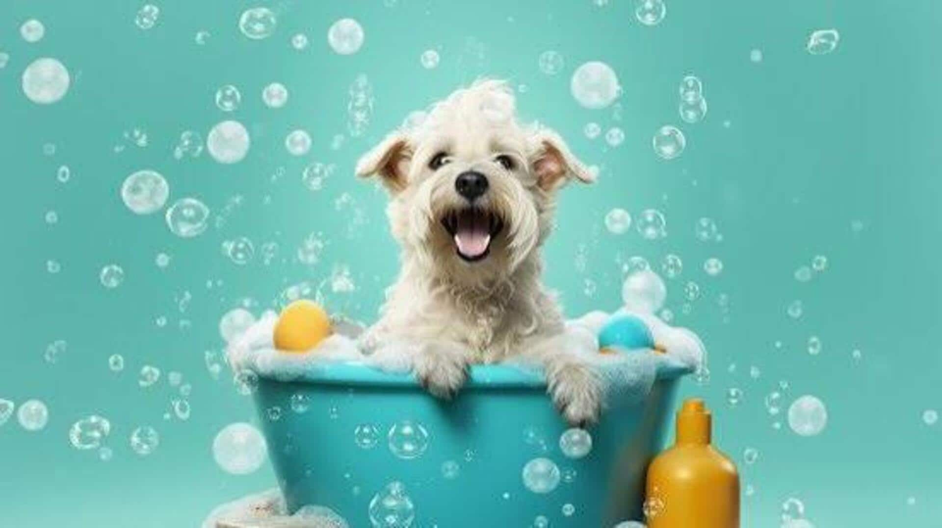 How to care for your pet during monsoon