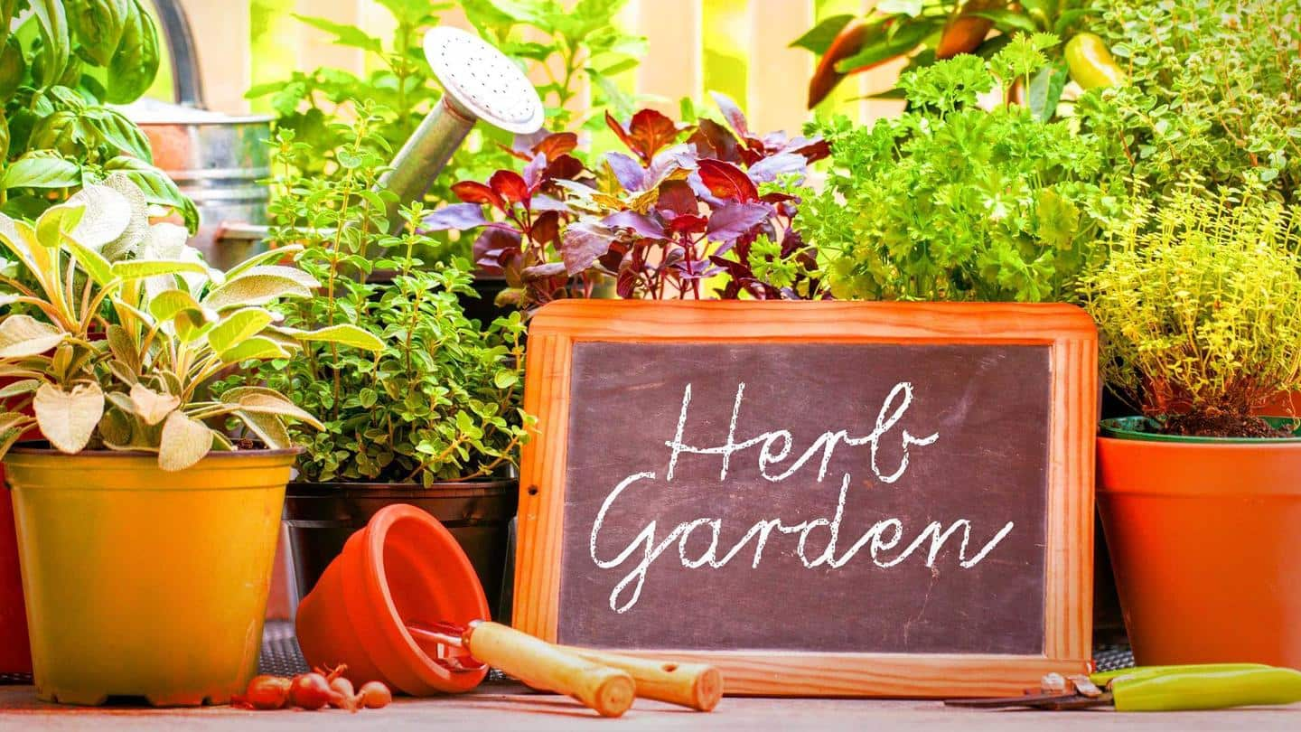 a-guide-to-growing-your-own-herb-garden