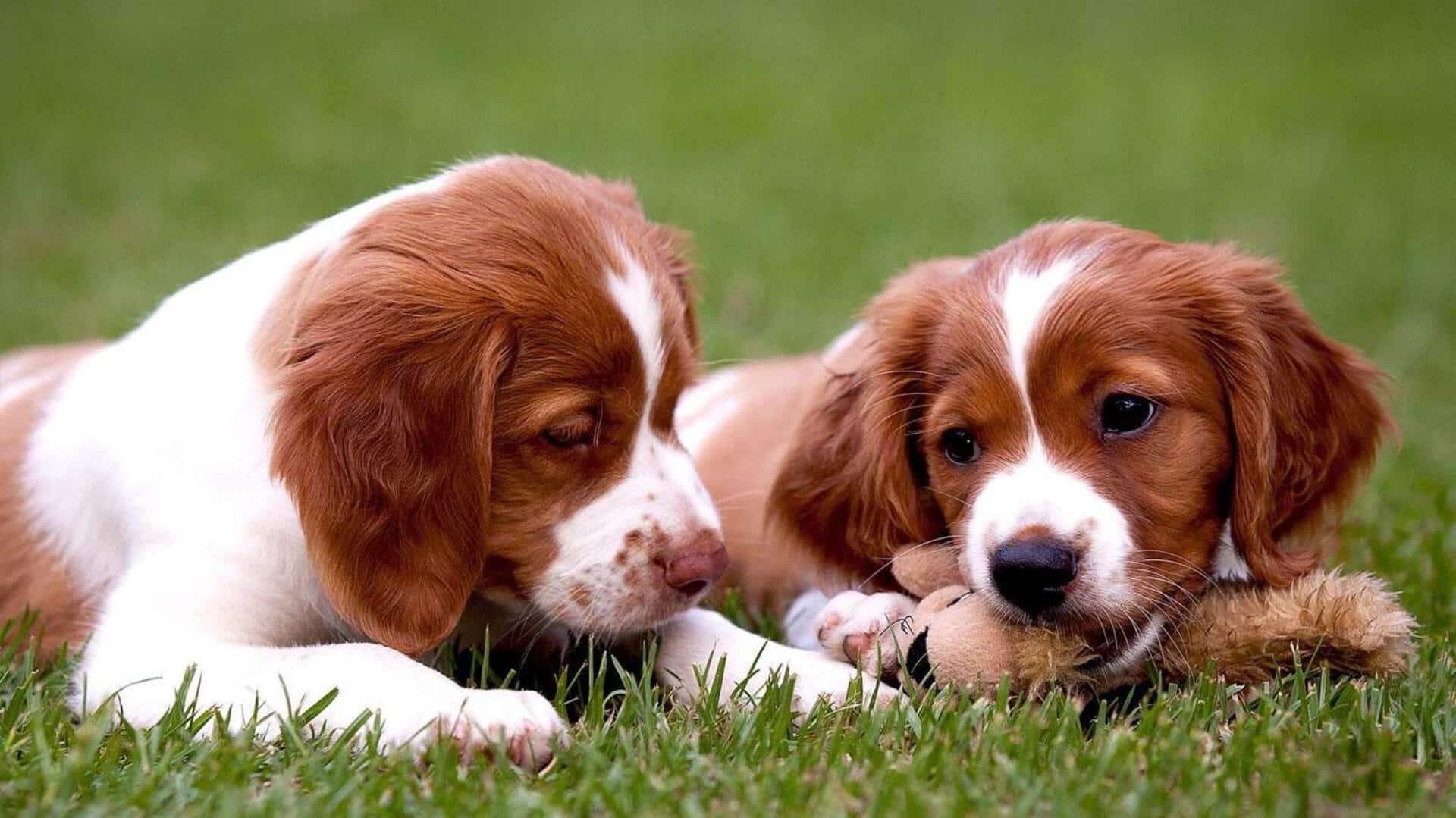 Tips to take care of your Brittany dog at home