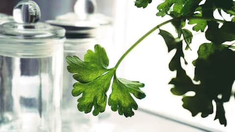 Herbs that you can easily grow in your home