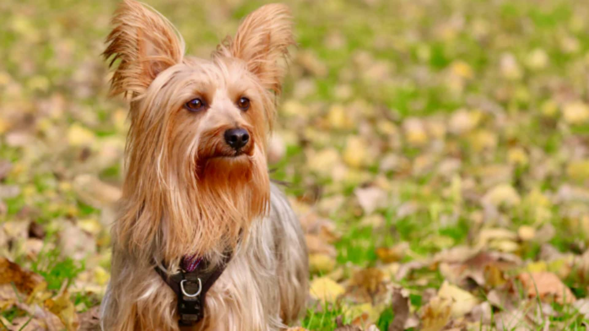 Make your Silky Terrier dog's indoor playtime more fun