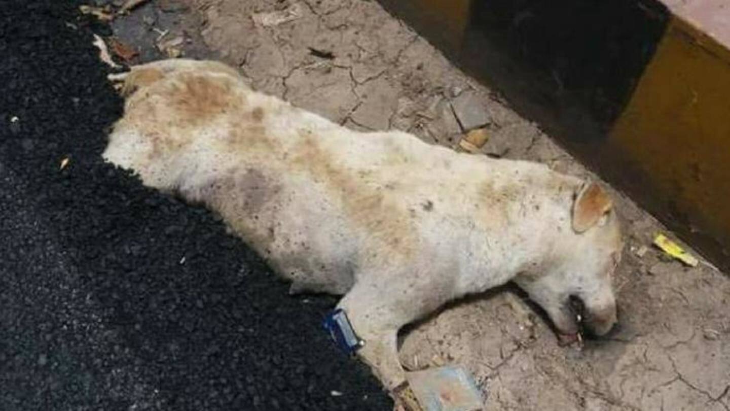 Agra: Social media users express anger after dog buried alive