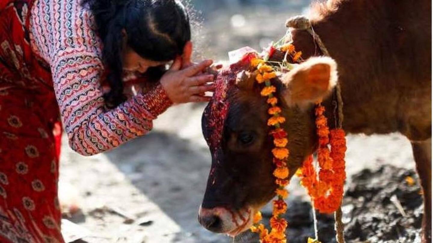 #MakeCowGreatAgain? Uttarakhand-minister says cow exhales oxygen, should become National-mother