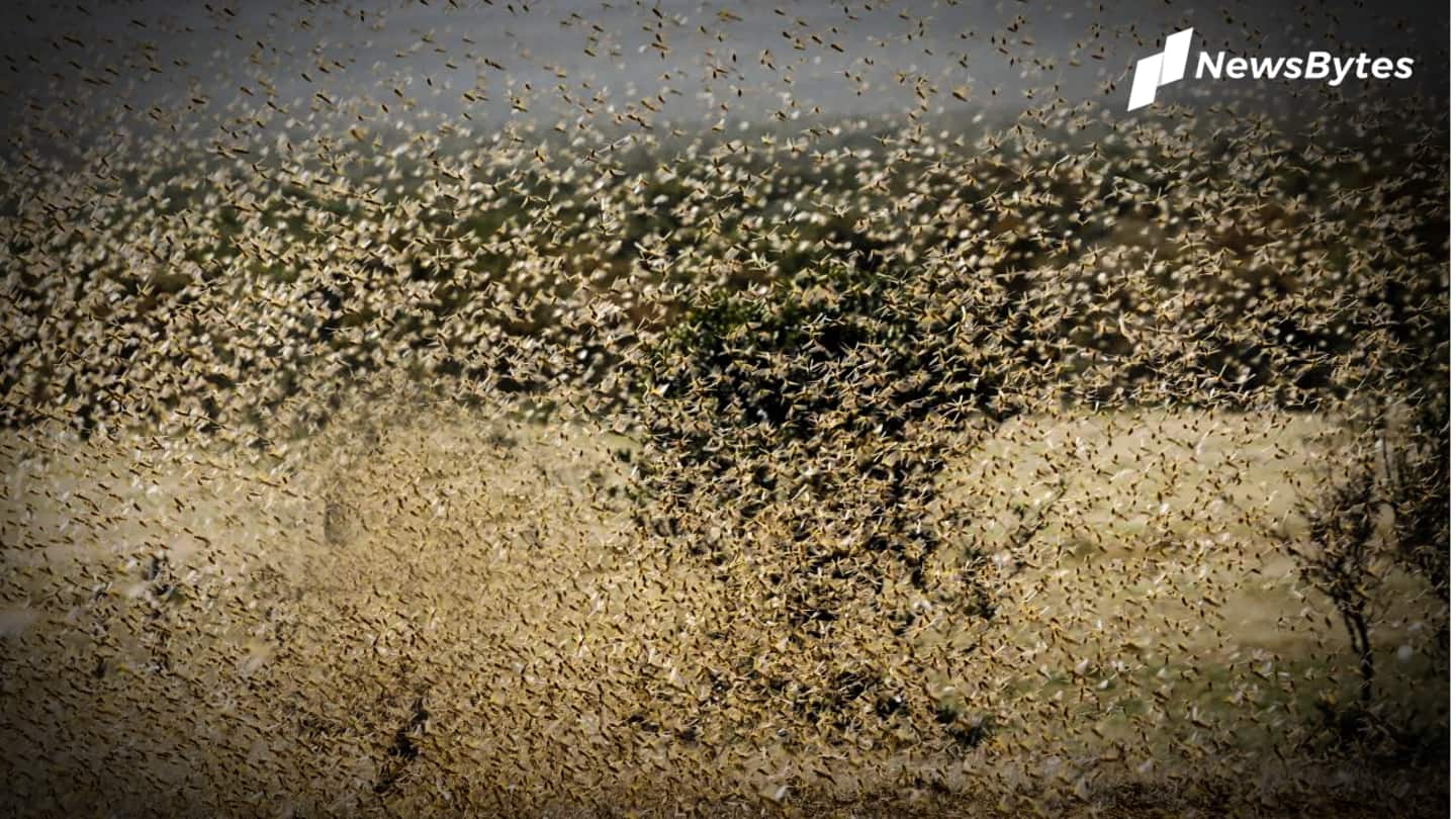 Swarms of locusts reach Gurugram, residents share visuals