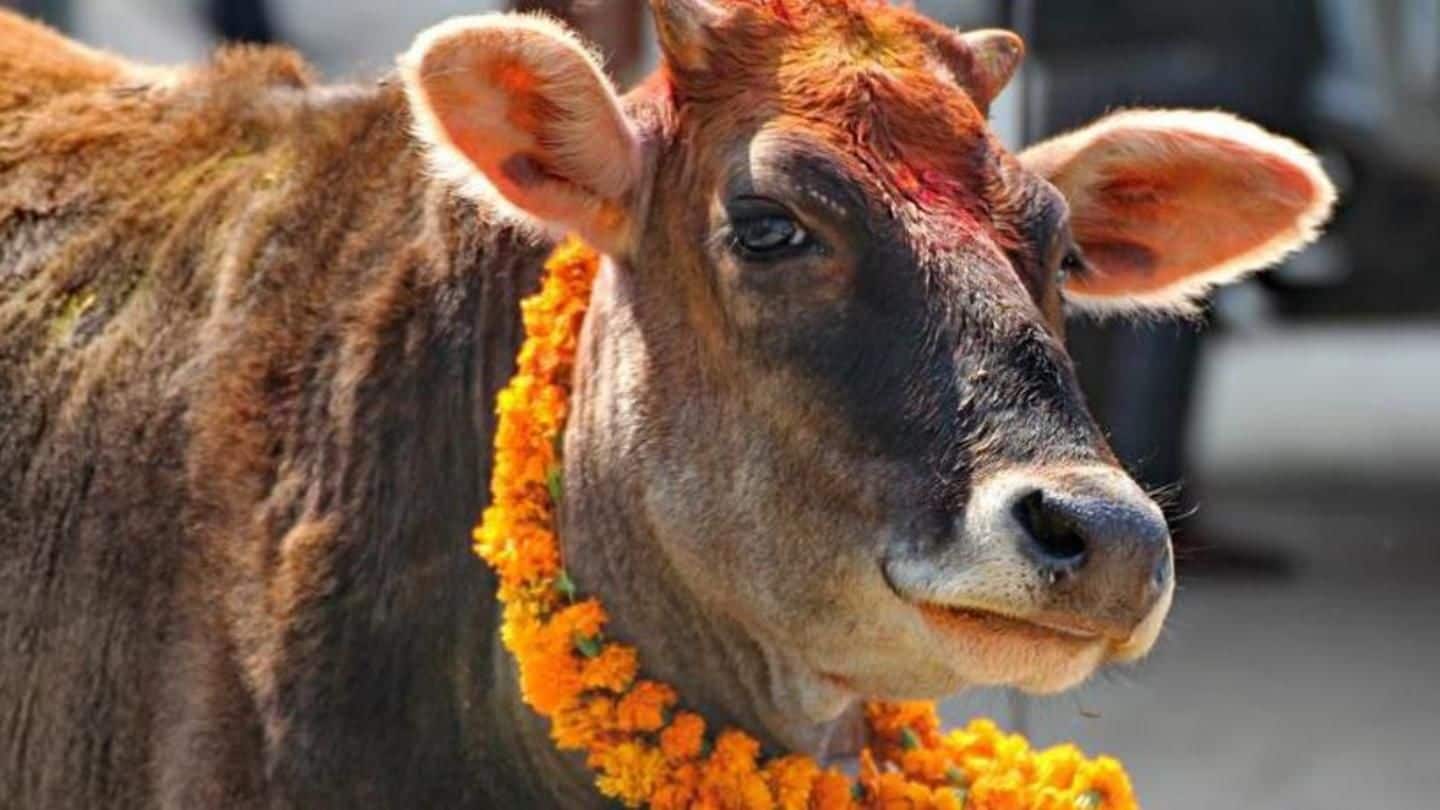 Uttarakhand: High Court is now the legal guardian of cows