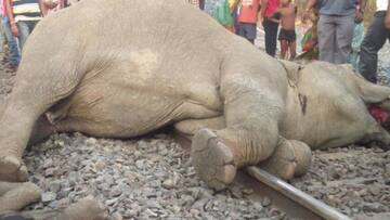 Run over by train, four elephants including a calf, die