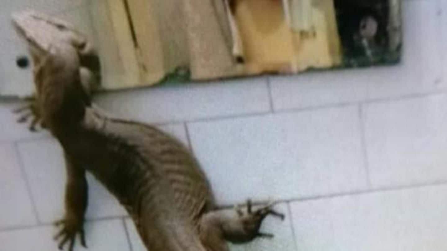 Delhi: Giant lizard found in NSIT girls' hostel