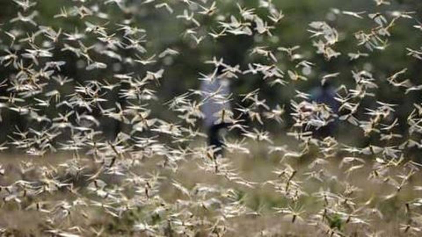Locusts could enter India directly from Horn of Africa Locusts could enter India directly from Horn of Africa