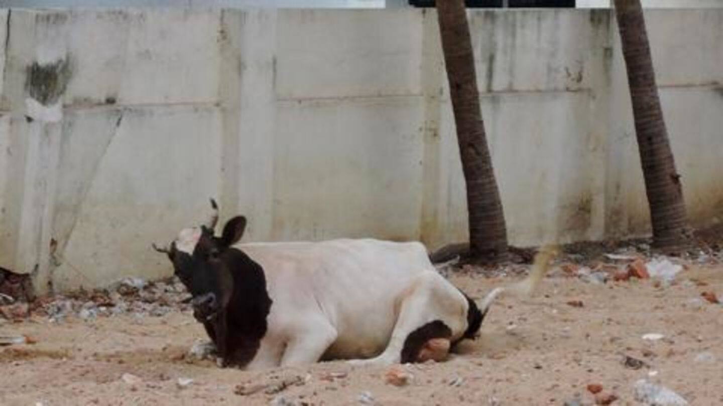 Meanwhile, a case has been registered against alleged cow killers Meanwhile, a case has been registered against alleged cow killers