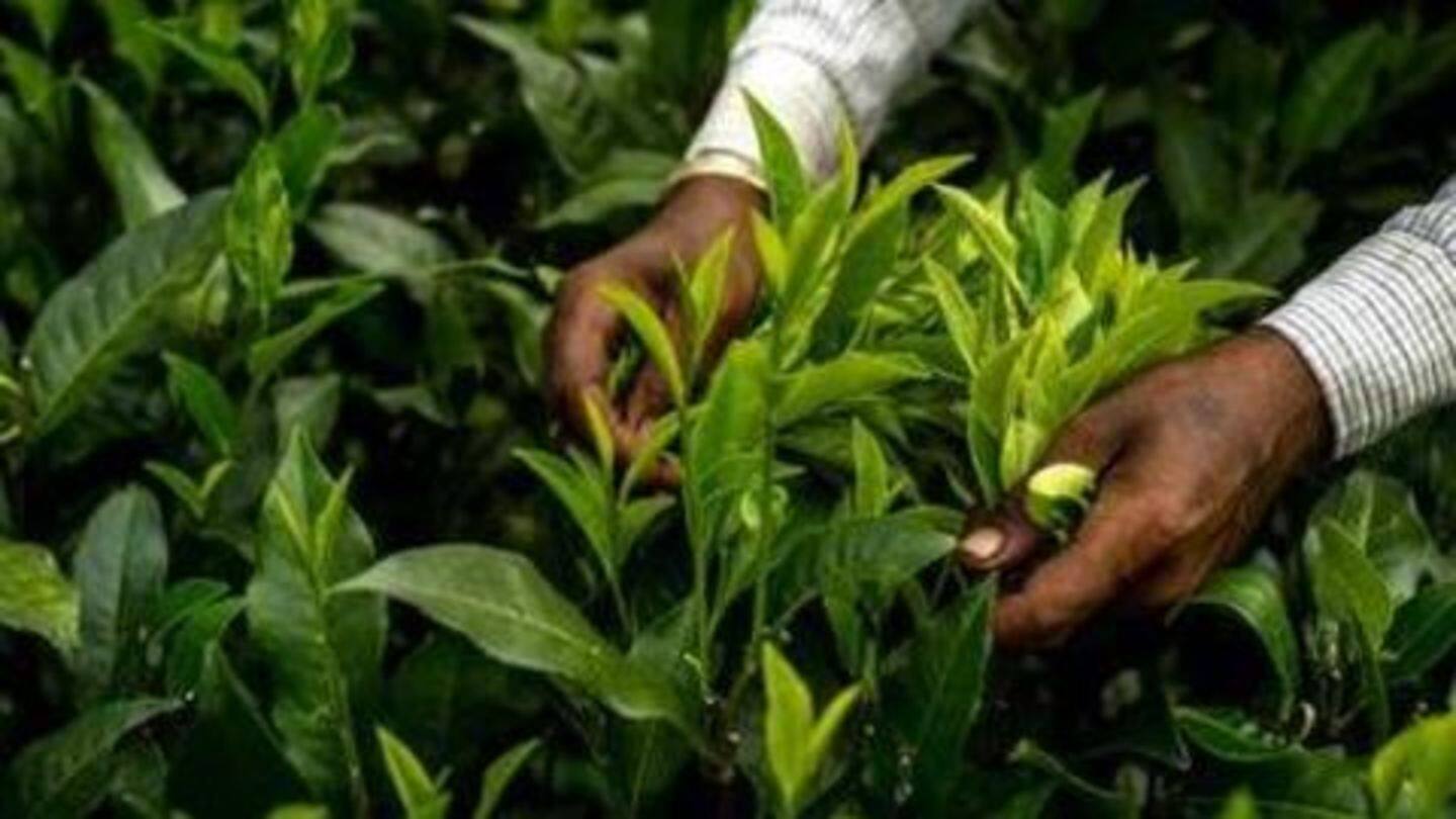 Tea worker was admitted when doctor wasn't present Tea worker was admitted when doctor wasn't present