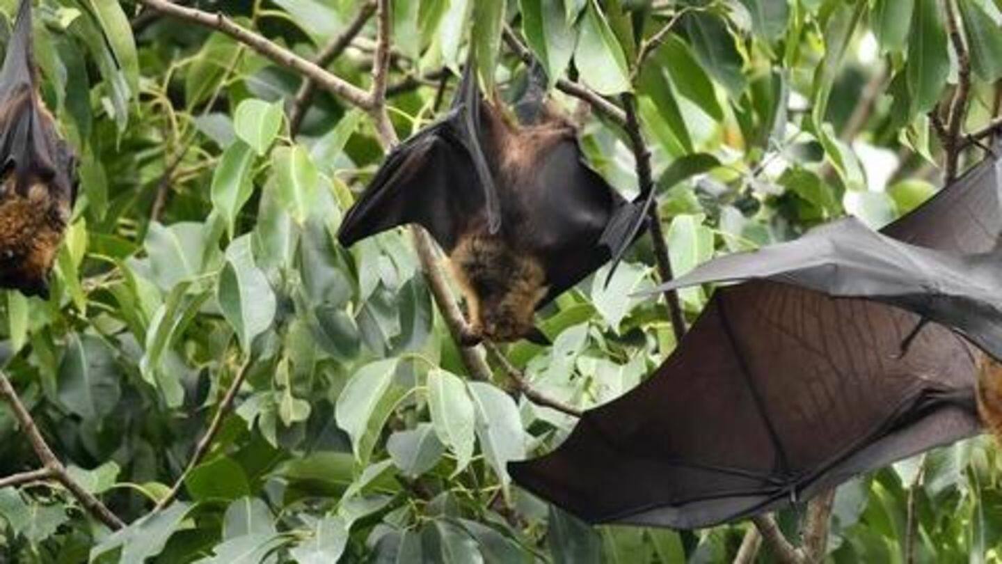 What is Nipah Virus and what are the symptoms? What is Nipah Virus and what are the symptoms?