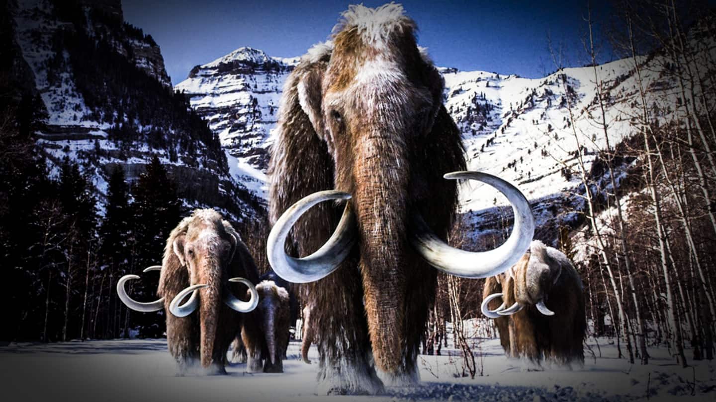 World's oldest DNA sequenced from molar of million-year-old mammoth