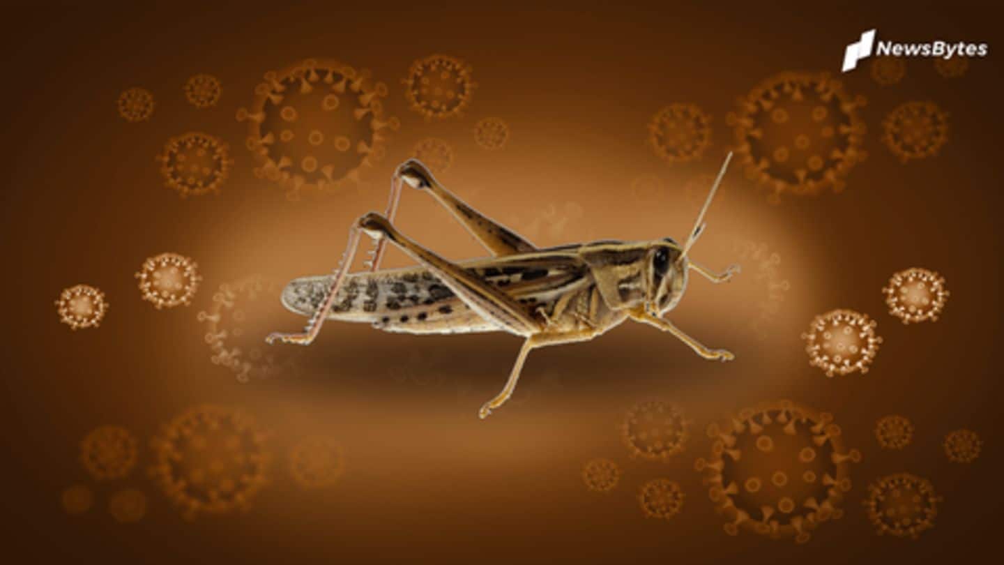 Double whammy: Amid coronavirus crisis, locusts destroy crops
