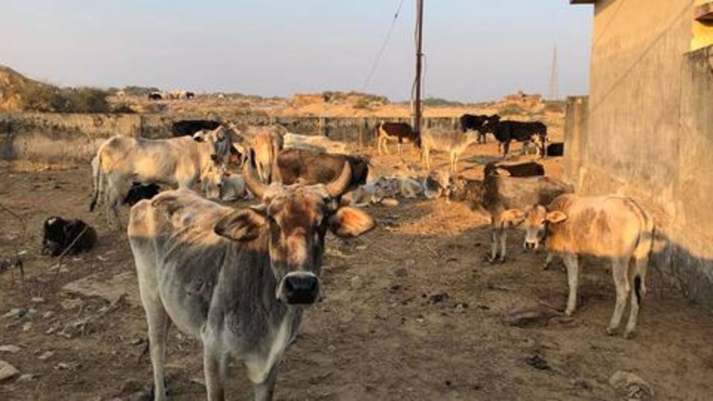 Farmers want a 10X increase in fee for maintaining cattle Farmers want a 10X increase in fee for maintaining cattle