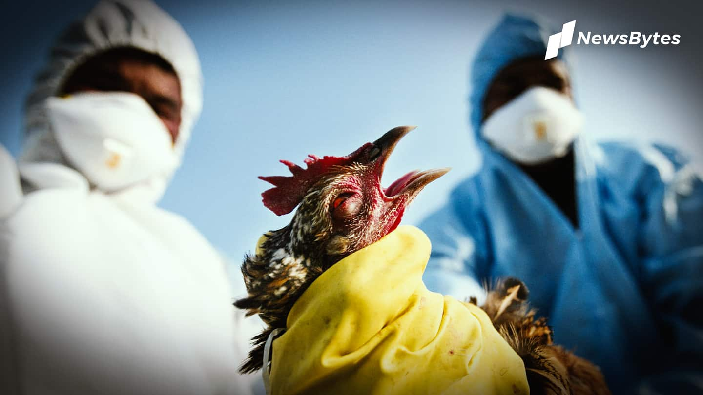 Delhi, eight other states confirm bird flu, key meeting today