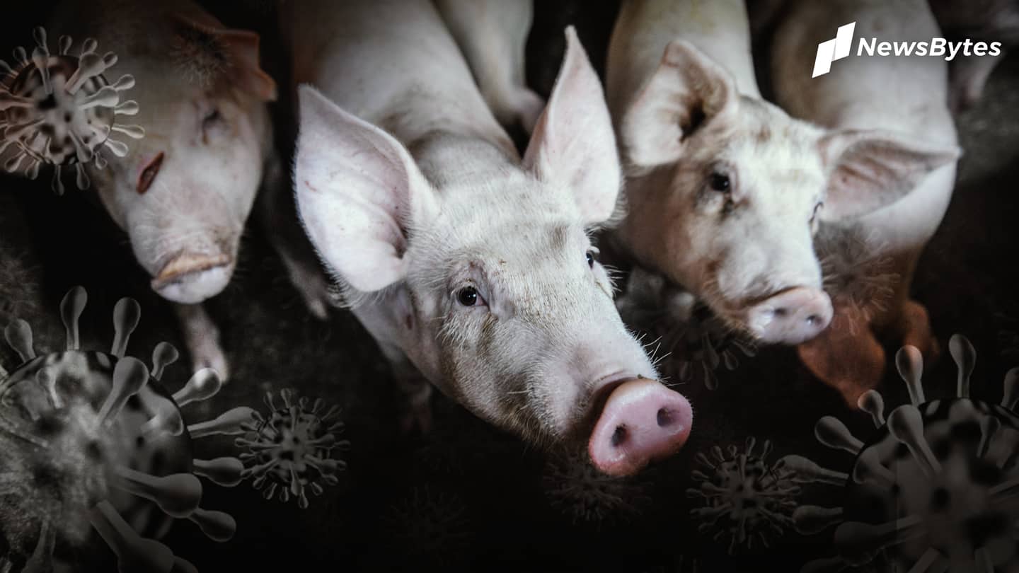 Fever, caused by illicit vaccines, takes over Chinese pig farms