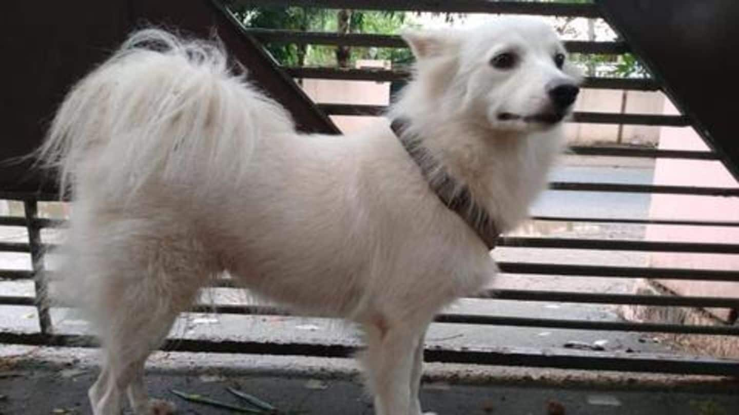 Owner abandons pet over 'illicit affair' with dog