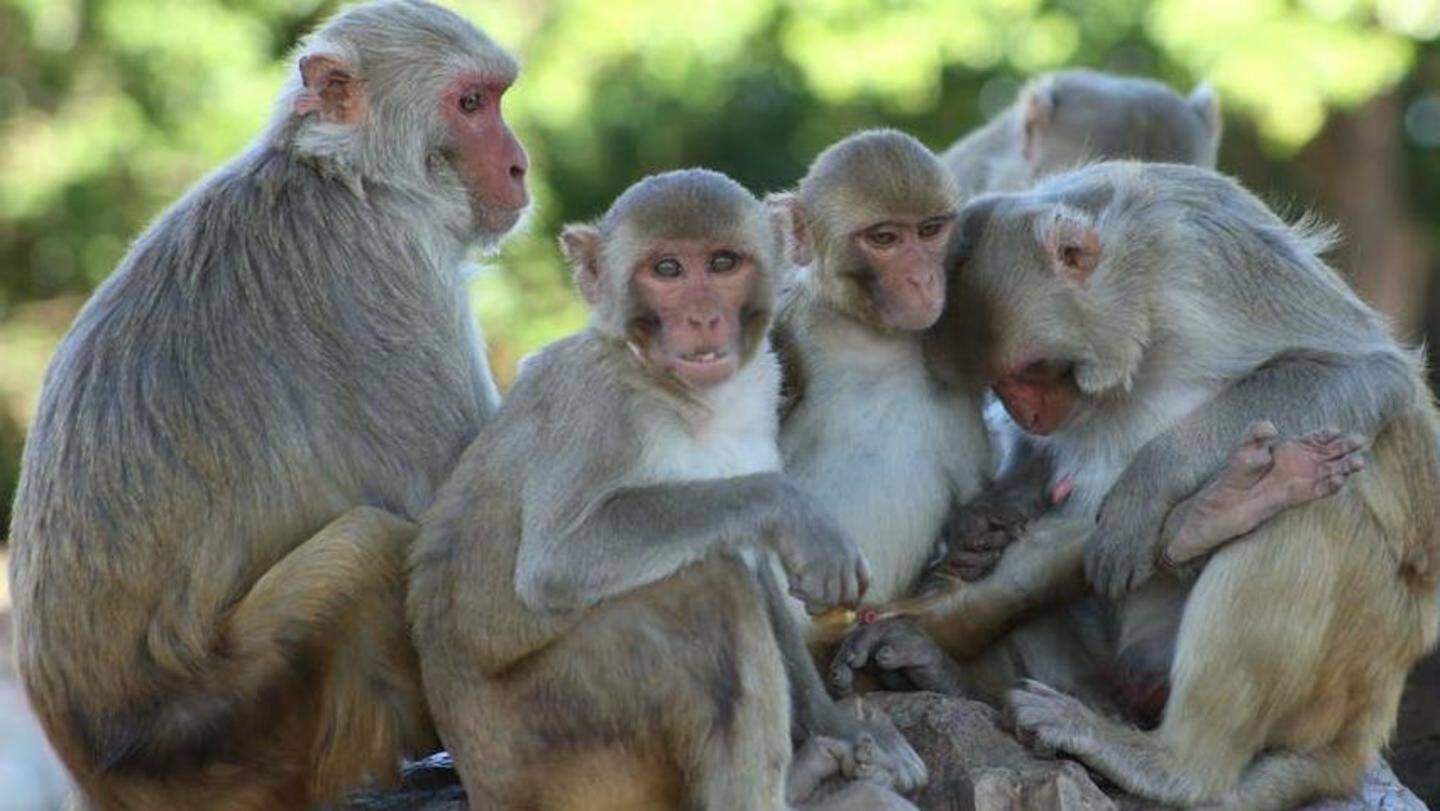 Monkeys stone man to death, family's FIR demand confuses police