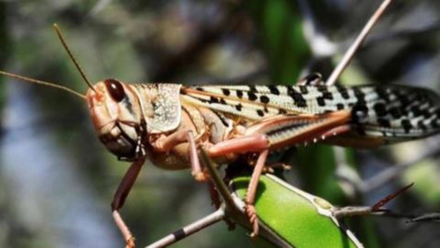 What are locusts? Why are they harmful for crops? What are locusts? Why are they harmful for crops?