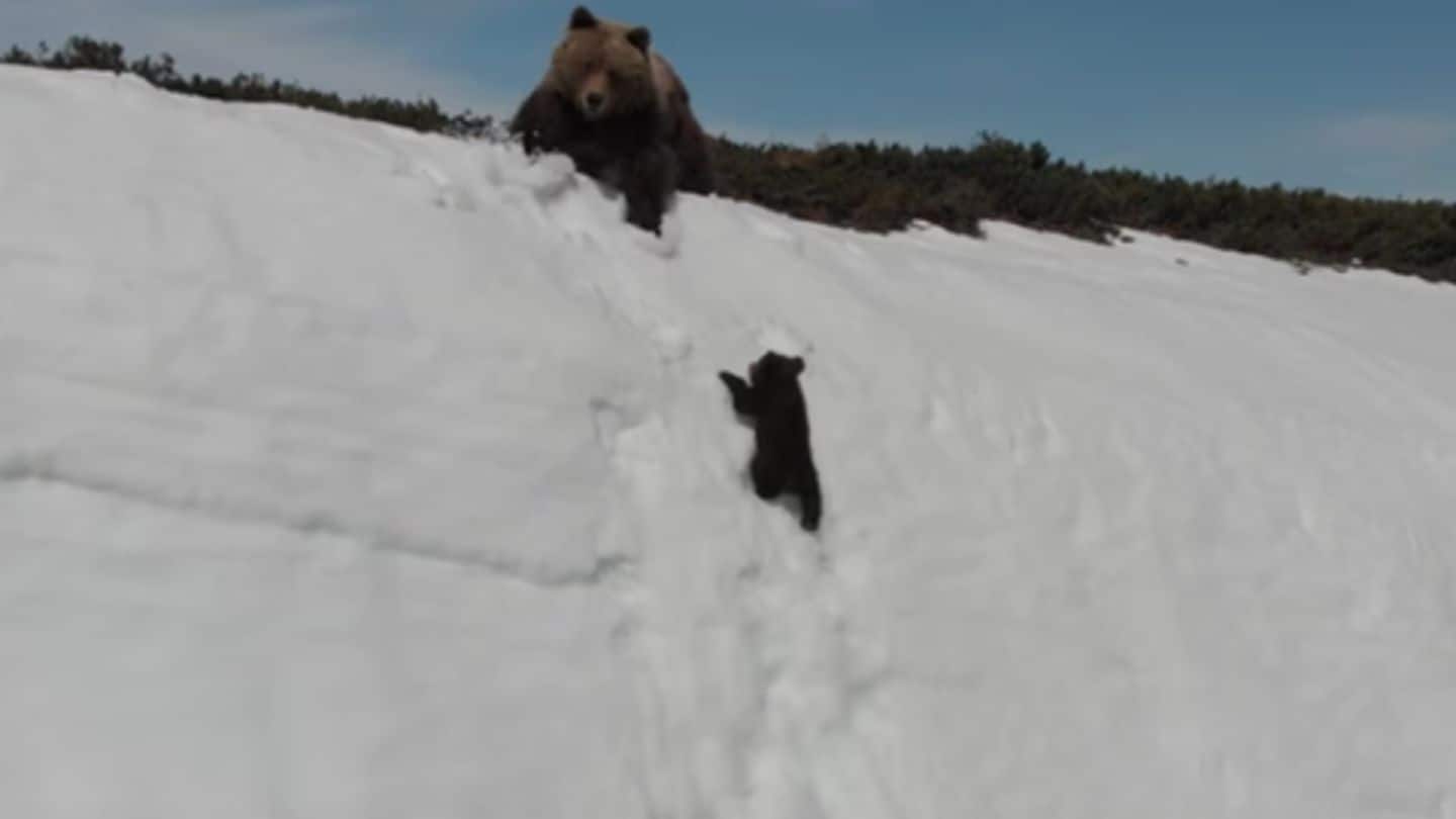 #AnotherSide: Viral video of cub climbing snowy slope worries experts