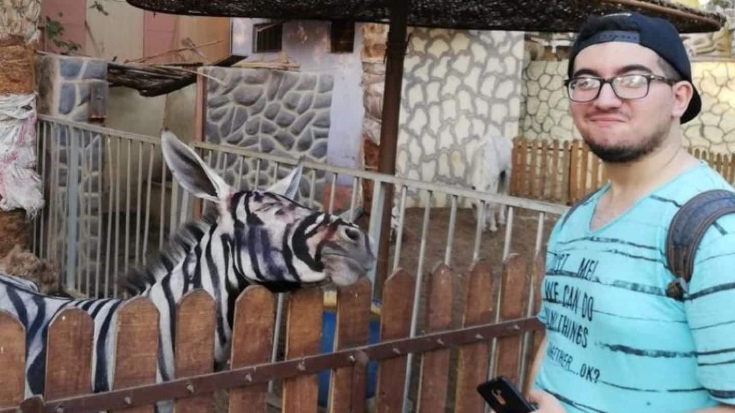 #LandOfAbsurd: Zoo paints donkey to make it look like zebra