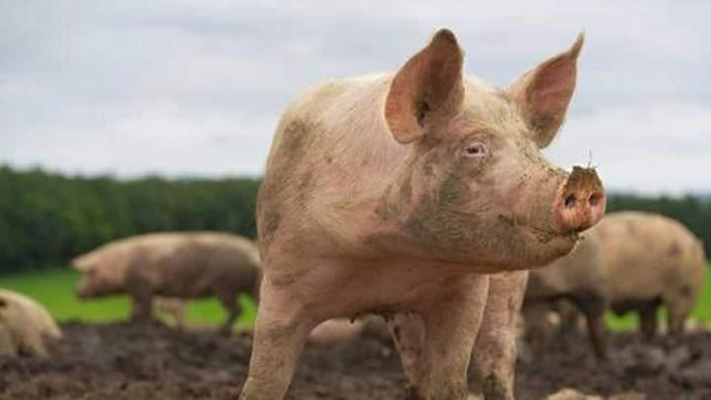 African Swine Fever kills 2,800 pigs in Assam