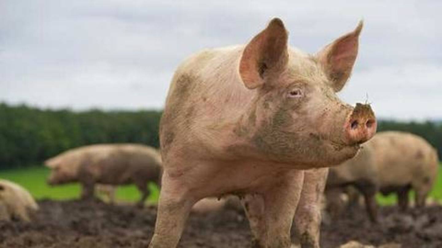 African Swine Fever kills 2,800 pigs in Assam