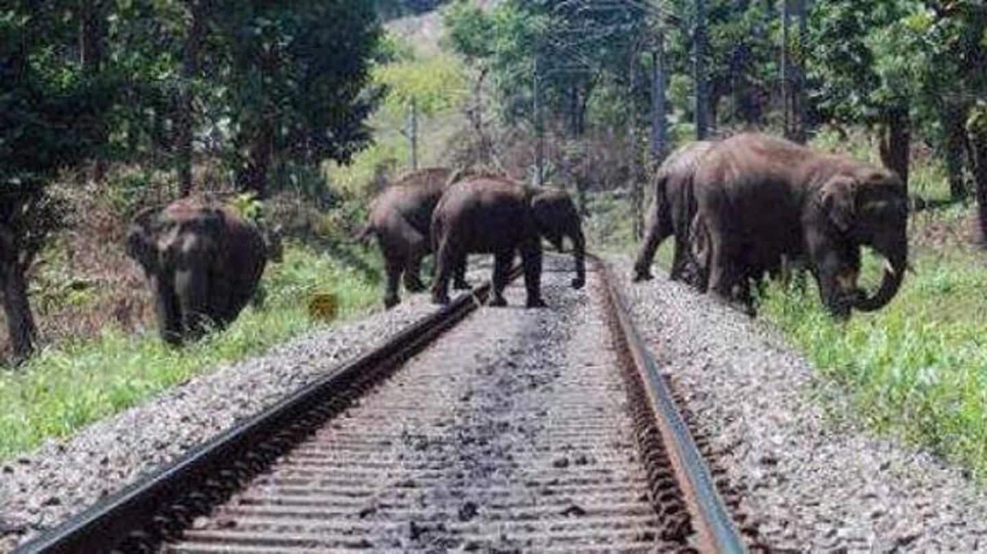 Loco-pilots stop train to let herd of elephants pass by