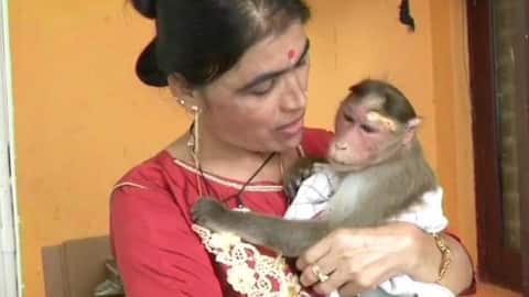Good-news-of-the-day: Karnataka cop saves electrocuted monkey, adopts it