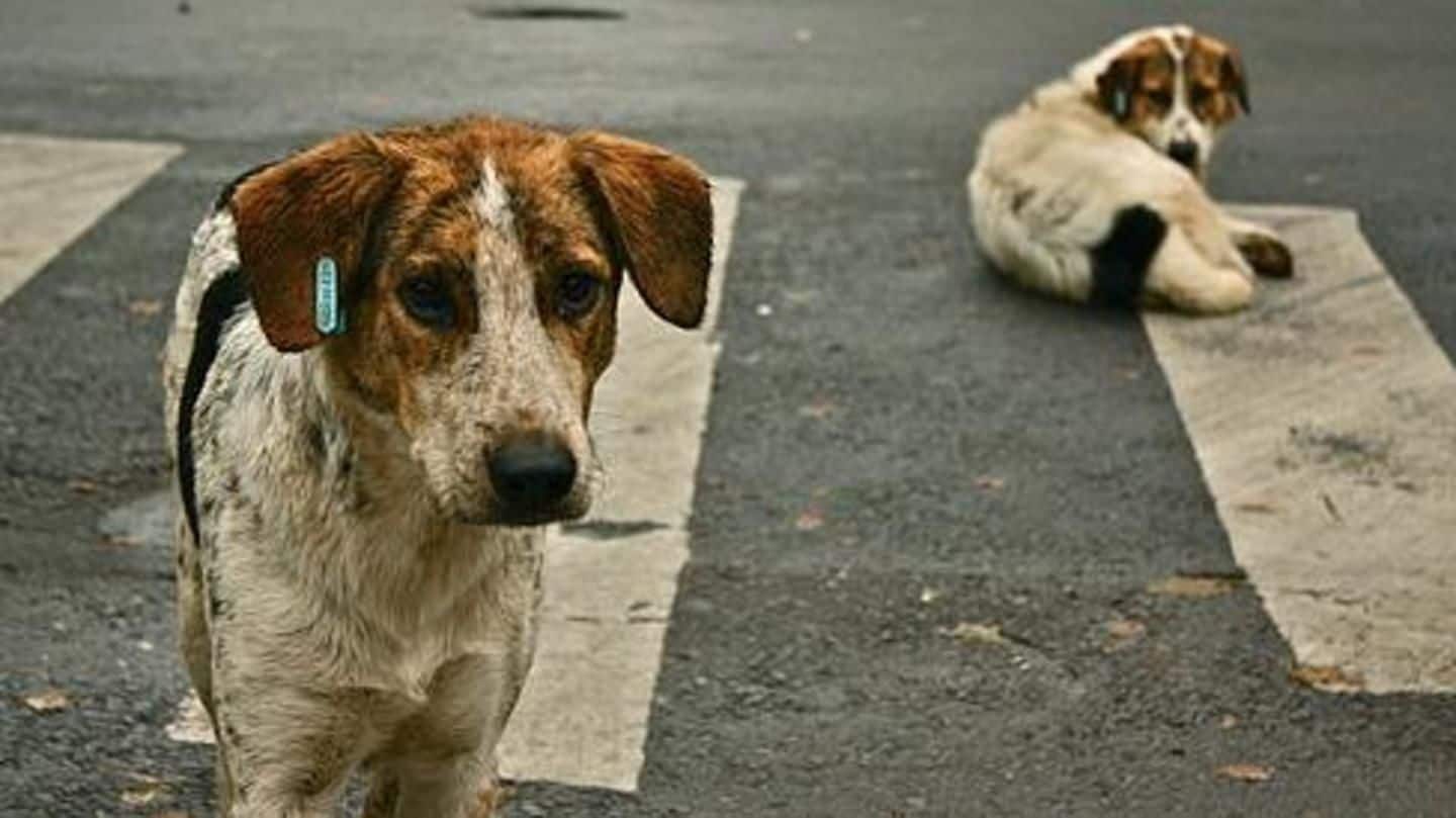 Dogs in this Gujarat village are millionaires. No kidding!
