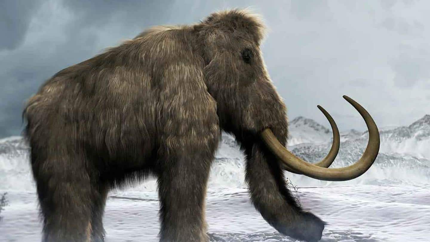 Decades after molars were found, researchers began work in 2017 Decades after molars were found, researchers began work in 2017