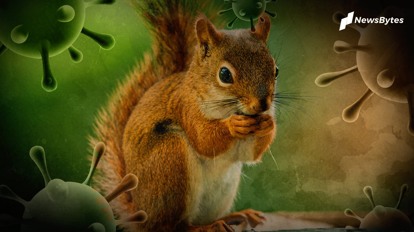 US: Squirrel tests positive for Bubonic plague