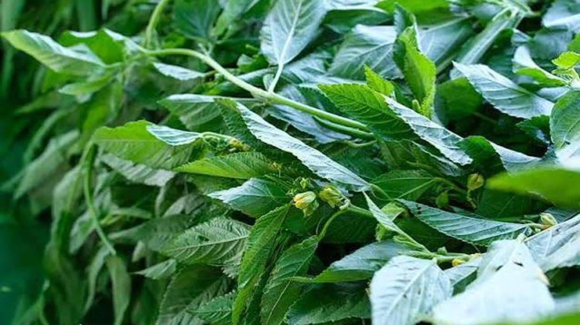 Egyptian spinach: A heart-healthy superfood