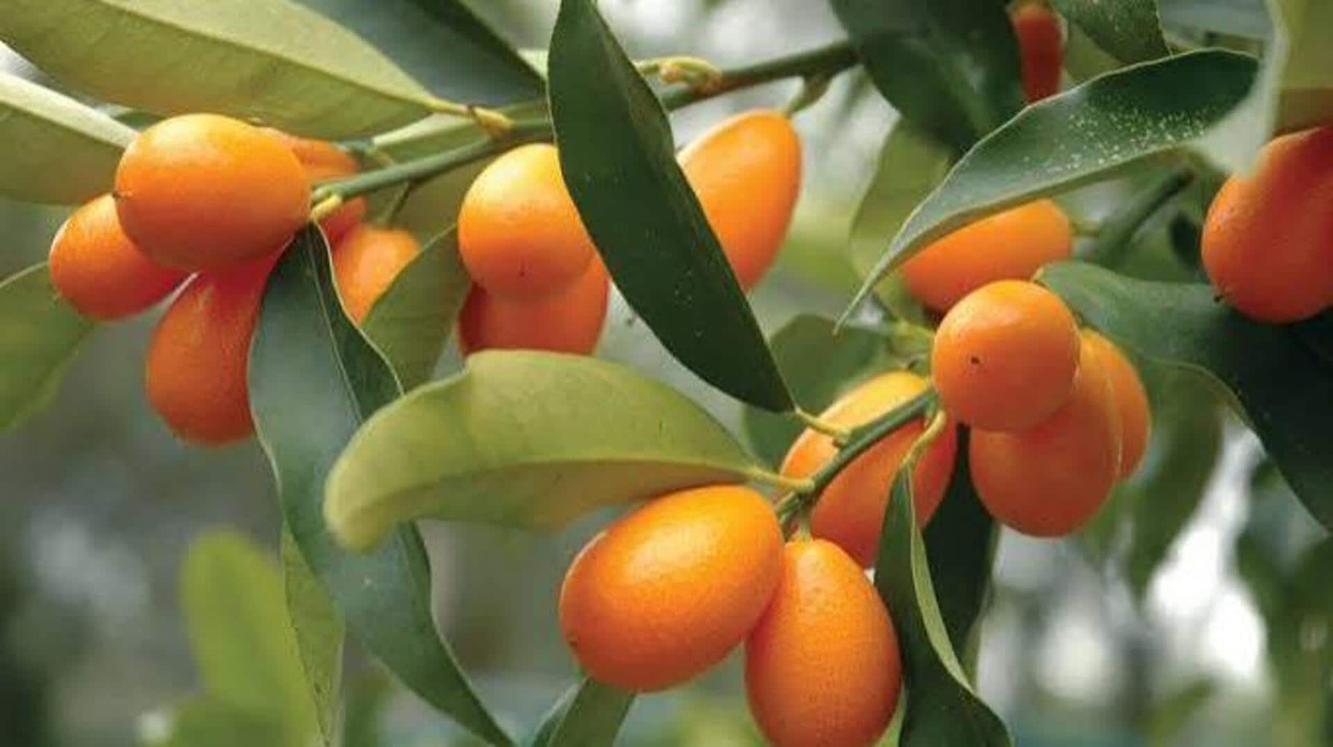 Kumquat: A citrus fruit your gut will love 