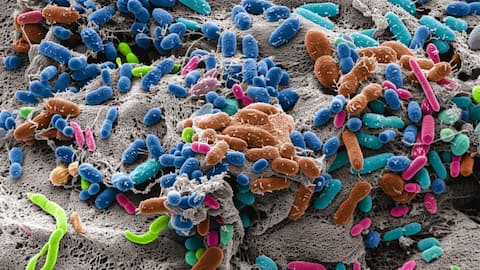 Eating less sugar could protect your gut during antibiotics