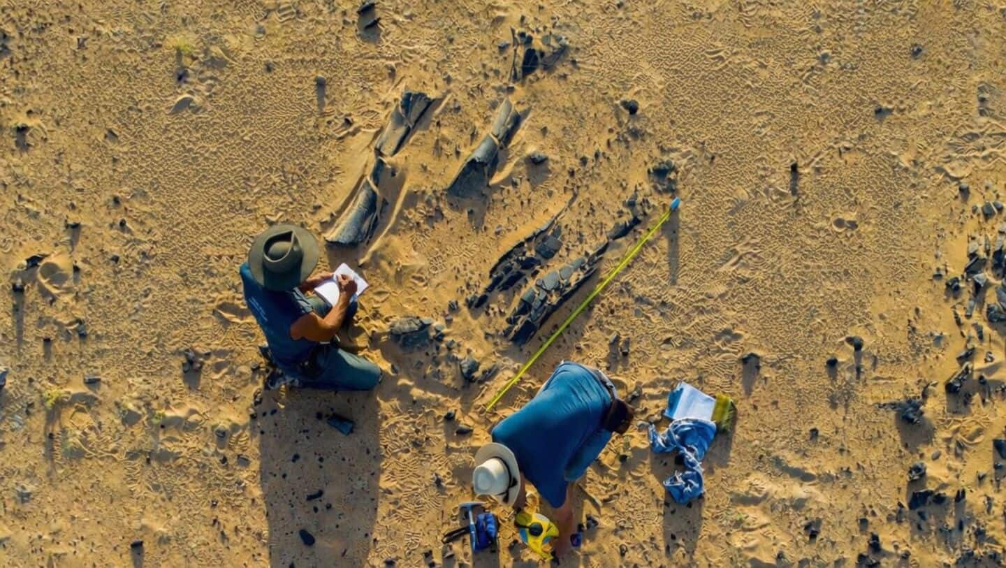 Newly discovered 40-feet dinosaur lived on fish