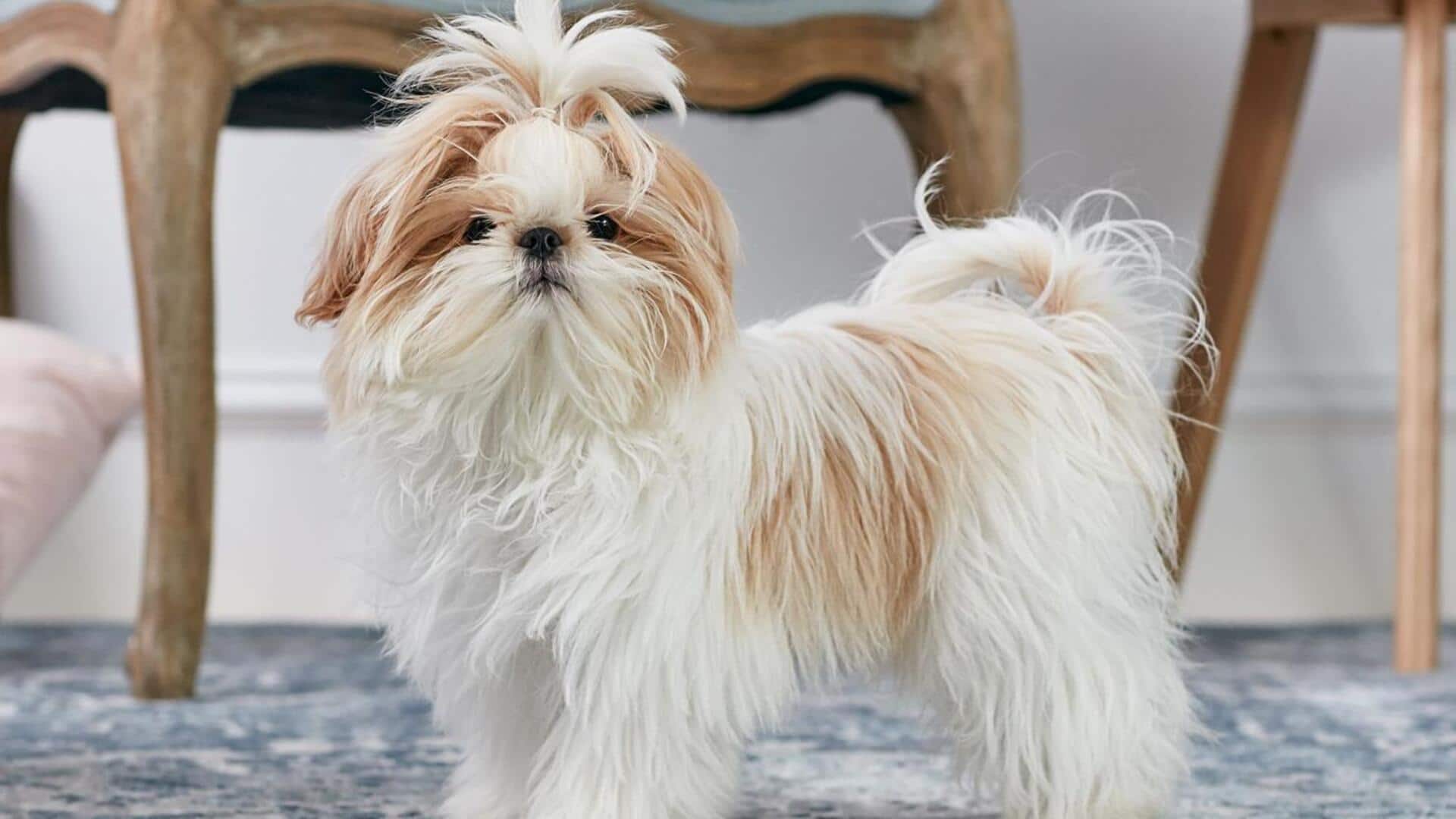 Essential grooming tips for your Shih Tzu