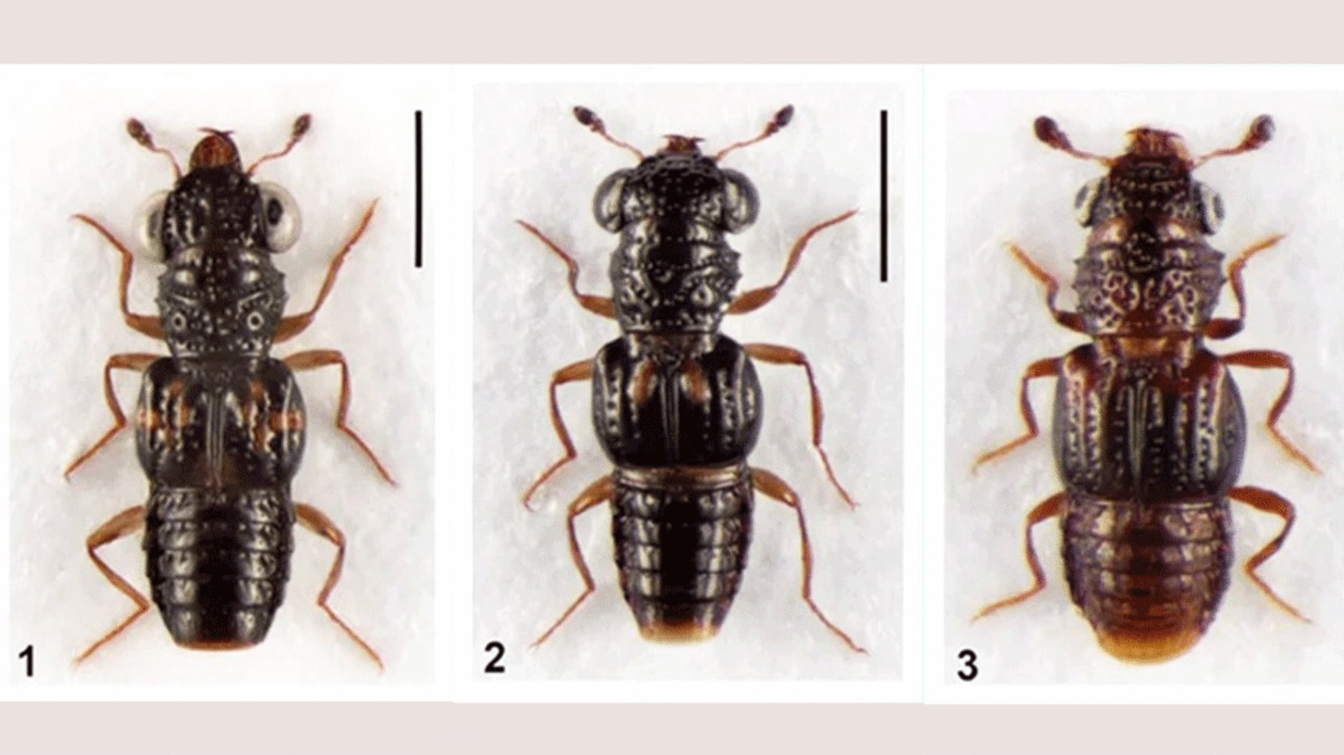 3 new species of rove beetles discovered in Arunachal Pradesh