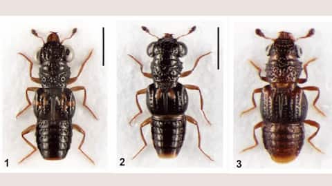 3 new species of rove beetles discovered in Arunachal Pradesh