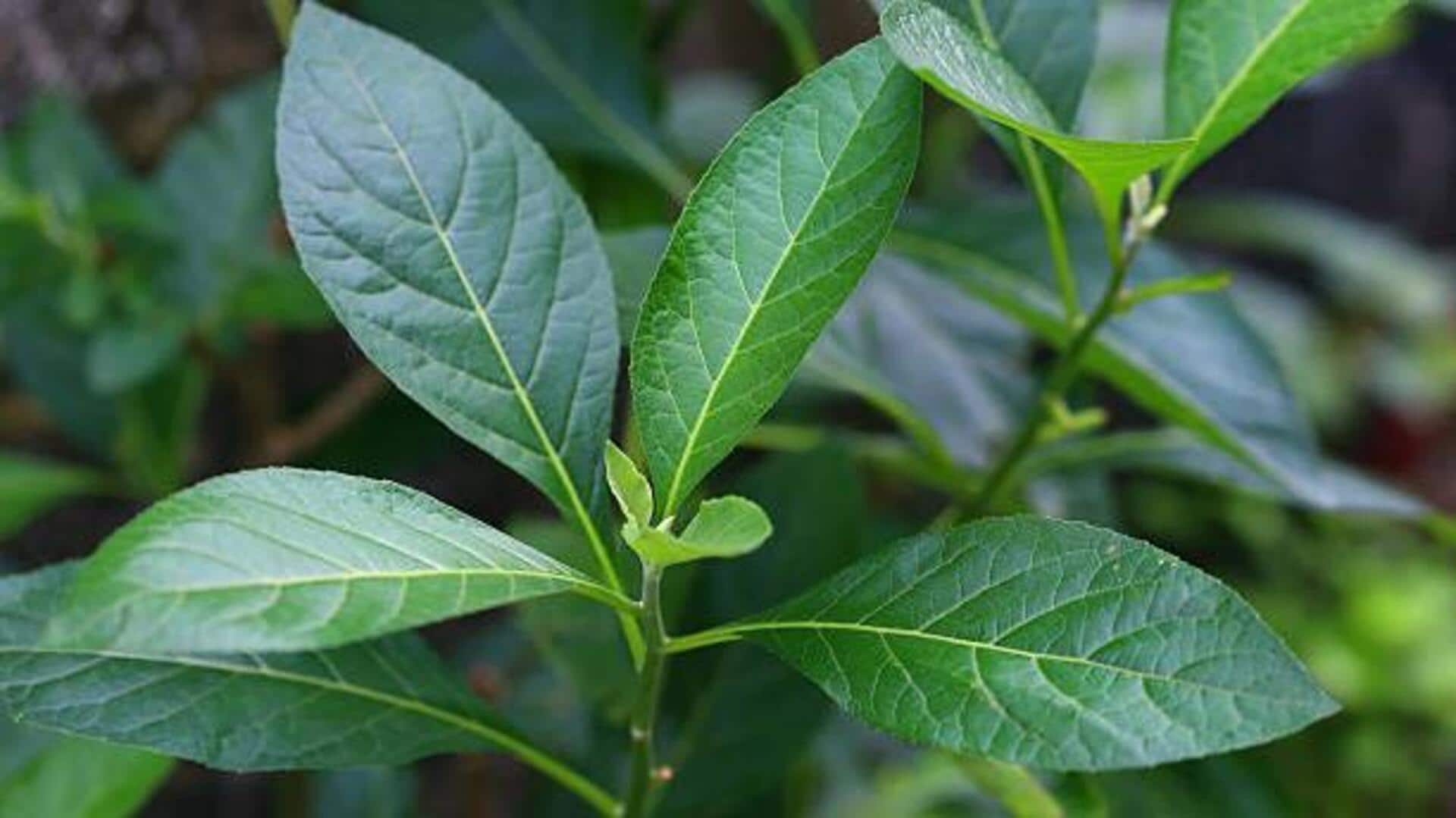 How bitter leaf is used in African cuisine